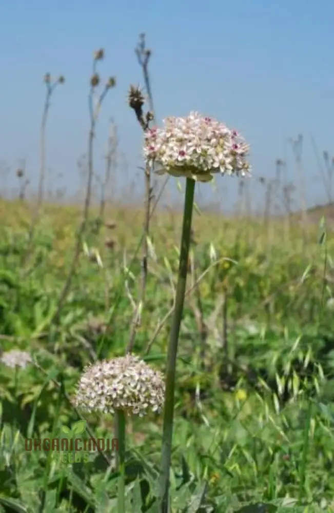 Allium basalticum 'Silver Spring' Flowering Seeds, Cultivating Striking Blooms with Expert Planting and Gardening
