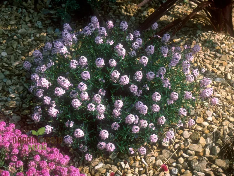 Aethionema Grandiflorum Seeds - Premium Flower Seeds for Beautiful Garden Blooms