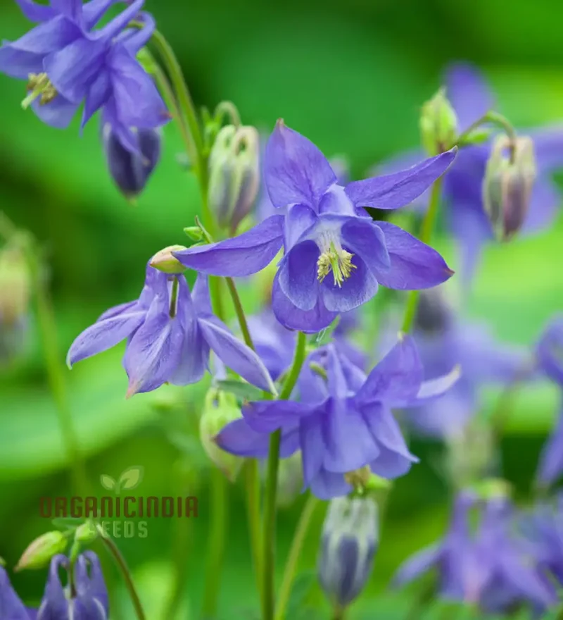 Rare Aquilegia Olympica Seeds - Exquisite Gardening Perennial Flower Seeds for Home Gardeners