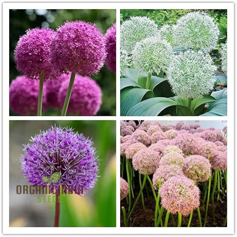 Allium Choice Mixture Seeds – Diverse Ornamental Bloom Variety for Garden Planting