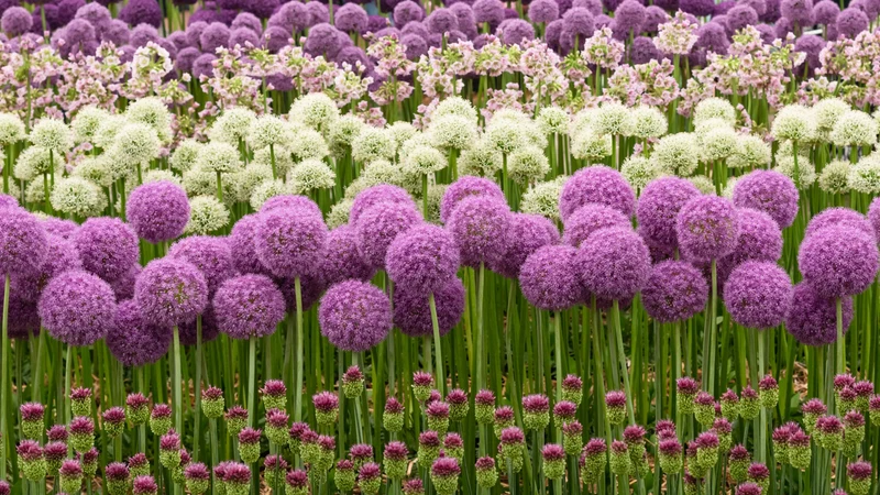 Allium Choice Mixture Seeds – Diverse Ornamental Bloom Variety for Garden Planting
