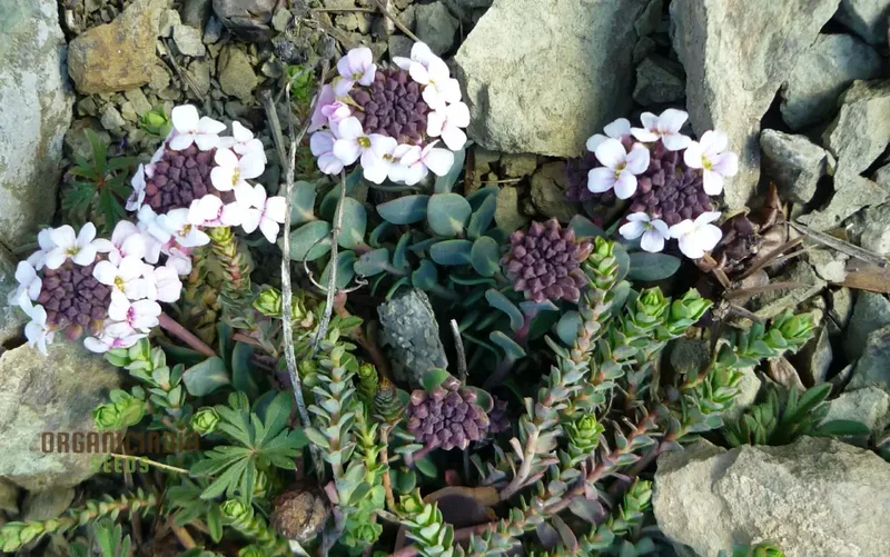 Aethionema Saxatile Seeds – Premium Rock Cress Variety for Charming Garden Beauty