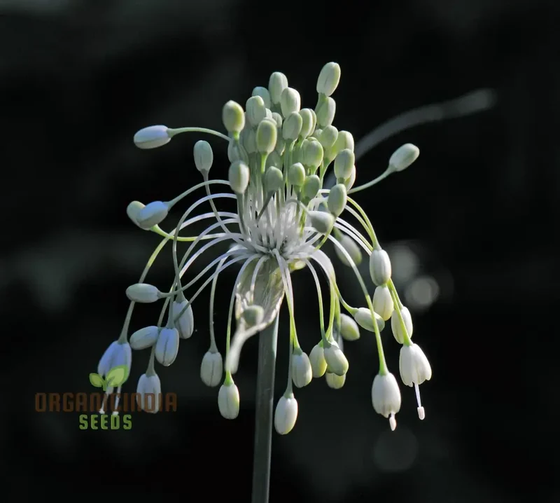 Allium carinatum pulchellum Album Flower Seeds, Cultivating White Beauty with Expert Planting and Gardening