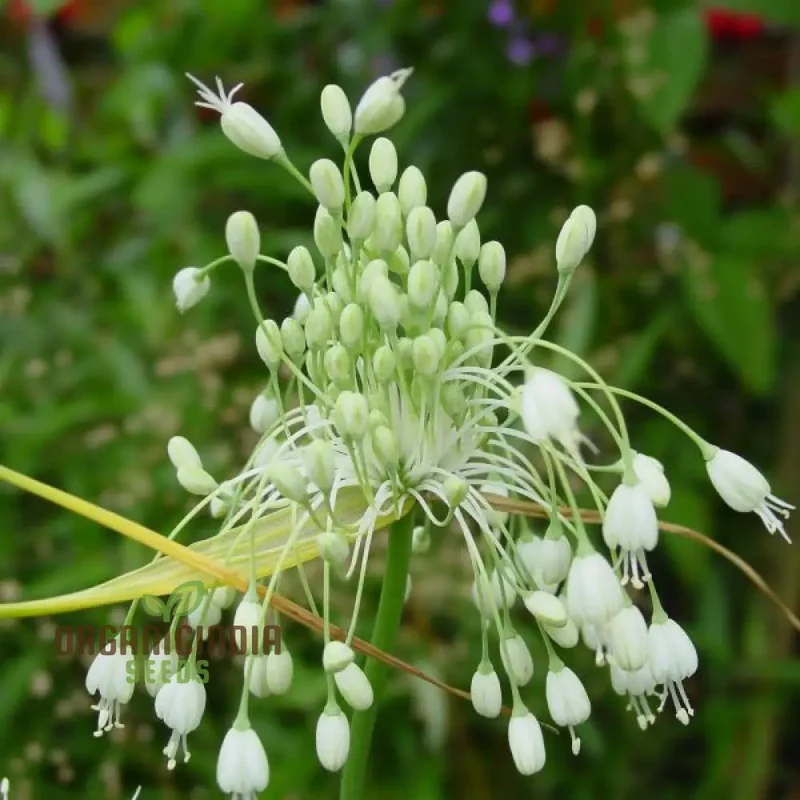 Allium carinatum pulchellum Album Flower Seeds, Cultivating White Beauty with Expert Planting and Gardening