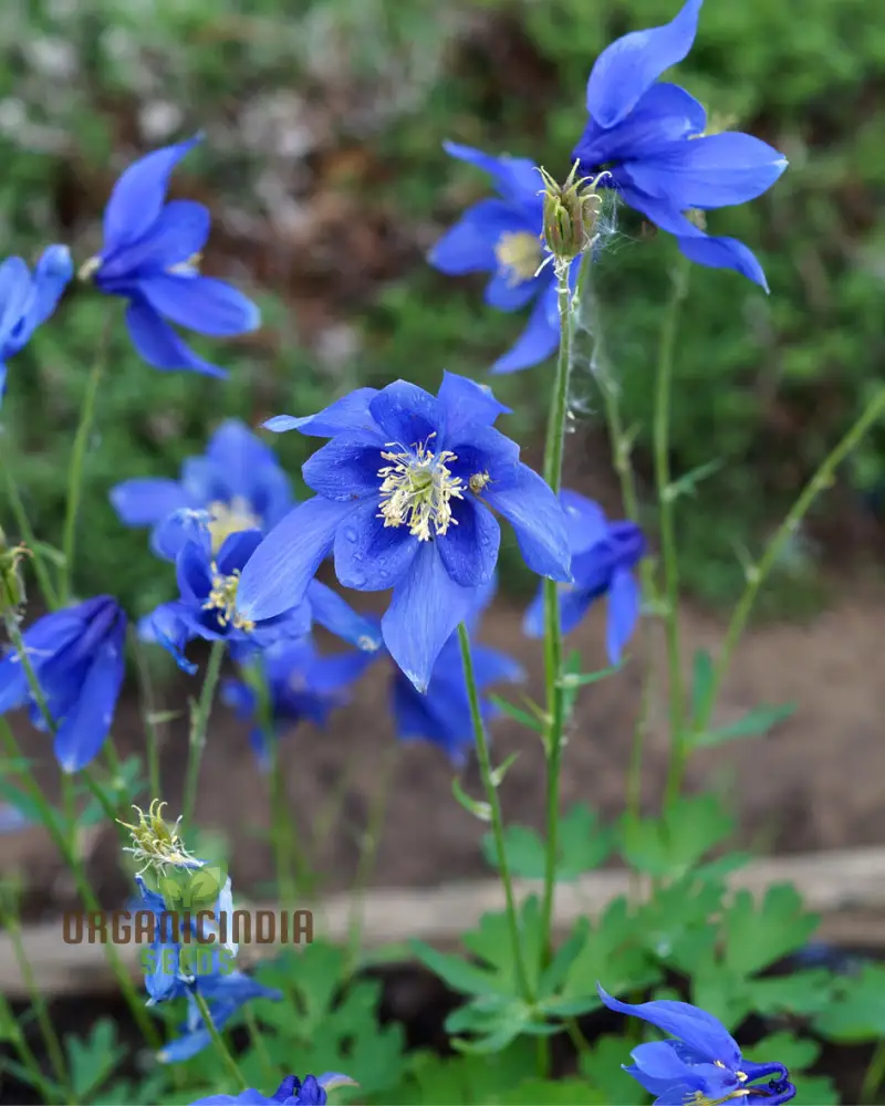 Columbine Seeds (Aquilegia Glandulosa Seeds) - Rare Blue Blooms for Garden Enthusiasts