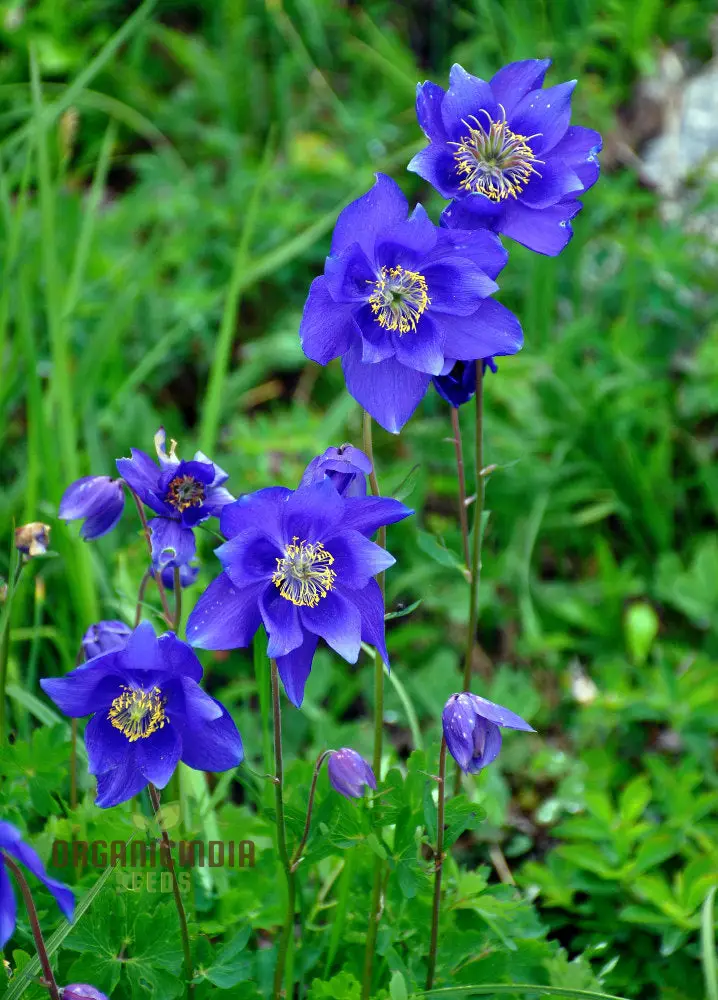 Columbine Seeds (Aquilegia Glandulosa Seeds) - Rare Blue Blooms for Garden Enthusiasts
