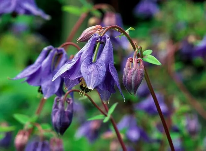 Columbine Seeds (Aquilegia Glandulosa Seeds) - Rare Blue Blooms for Garden Enthusiasts