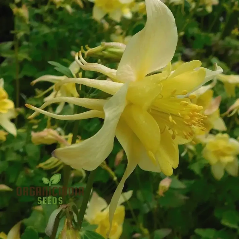 Aquilegia Flavescens Seeds – Rare Yellow Columbine Variety for Garden Landscaping
