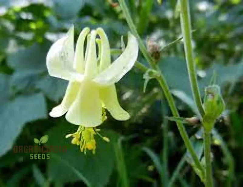 Aquilegia Flavescens Seeds – Rare Yellow Columbine Variety for Garden Landscaping