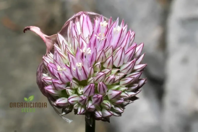Allium acutiflorum Flower Seeds, Cultivating Elegance and Charm with Expert Planting and Gardening