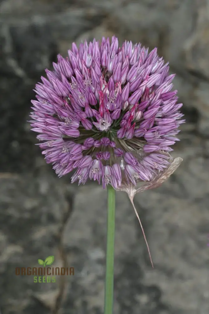 Allium acutiflorum Flower Seeds, Cultivating Elegance and Charm with Expert Planting and Gardening
