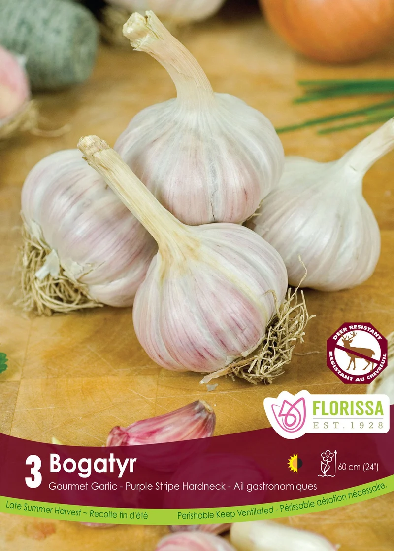 Ail Bogatyr ( Allium sativum var. ophioscorodon ‘Bogatyr’)