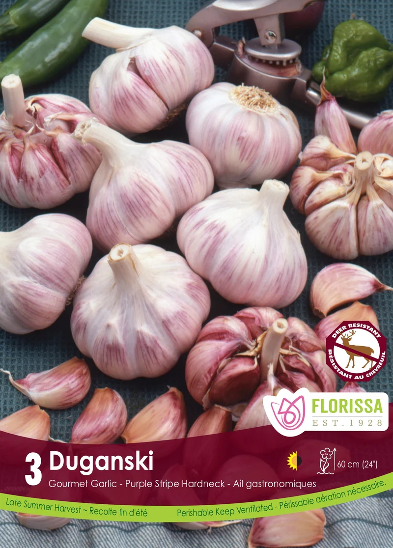 Ail Duganski ( Allium sativum var. ophioscorodon ‘Duganski’)