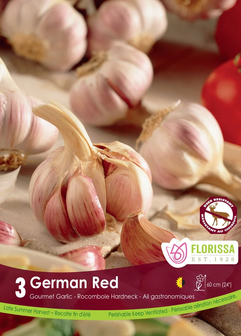 Ail German Red ( Allium sativum var. ophioscorodon ‘German Red’)