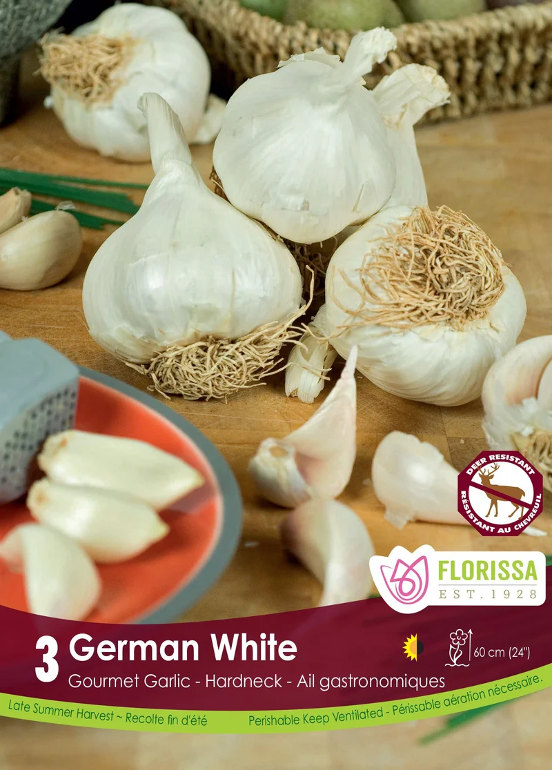 Ail German White ( Allium sativum var. ophioscorodon ‘German White’)