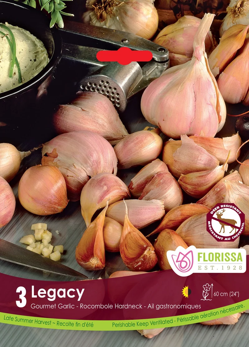 Ail Legacy ( Allium sativum var. ophioscorodon ‘Legacy’)