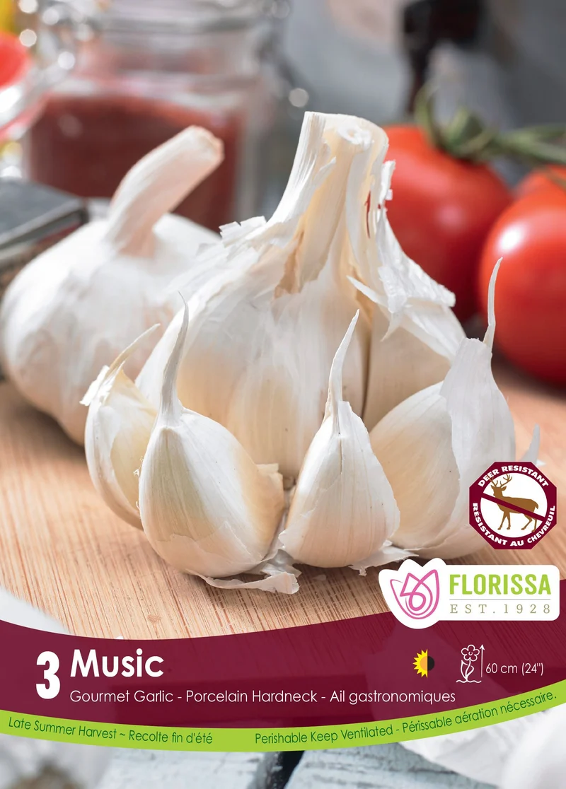 Ail Music ( Allium sativum var. ophioscorodon ‘Music’)