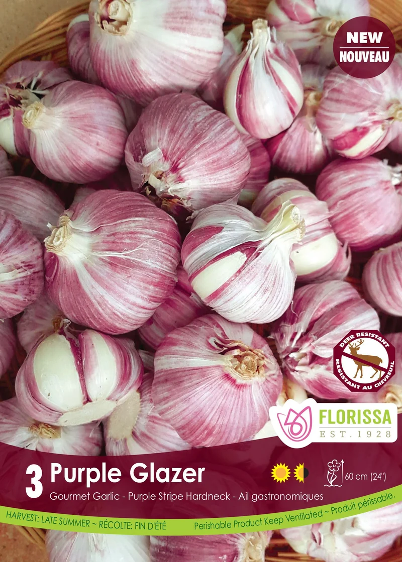 Ail Purple Glazer ( Allium sativum var. ophioscorodon ‘Purple Glazer’)