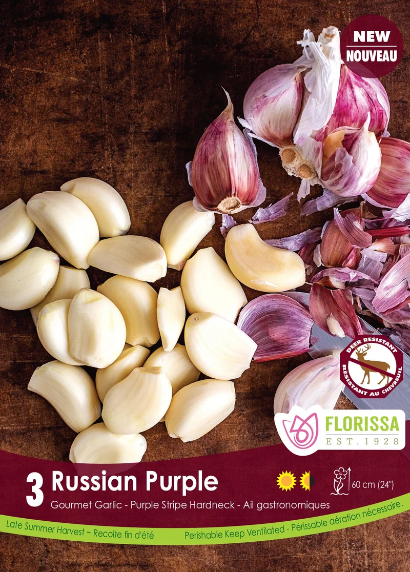 Ail Russian Purple ( Allium sativum ‘Russian Purple’)