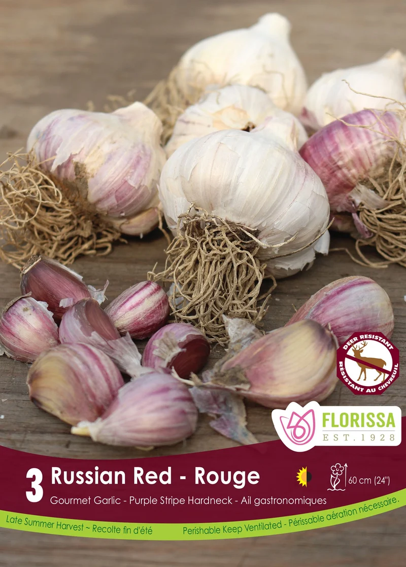 Ail Russian Red ( Allium sativum ‘Russian Red’)
