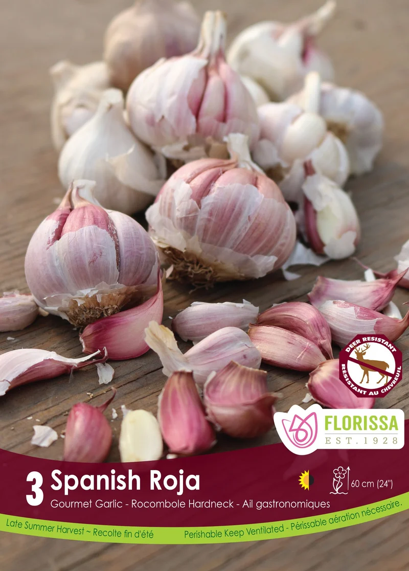 Ail Spanish Roja ( Allium sativum ‘Spanish Roja’)