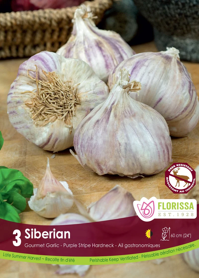 Ail Siberian ( Allium sativum ‘Siberian’)