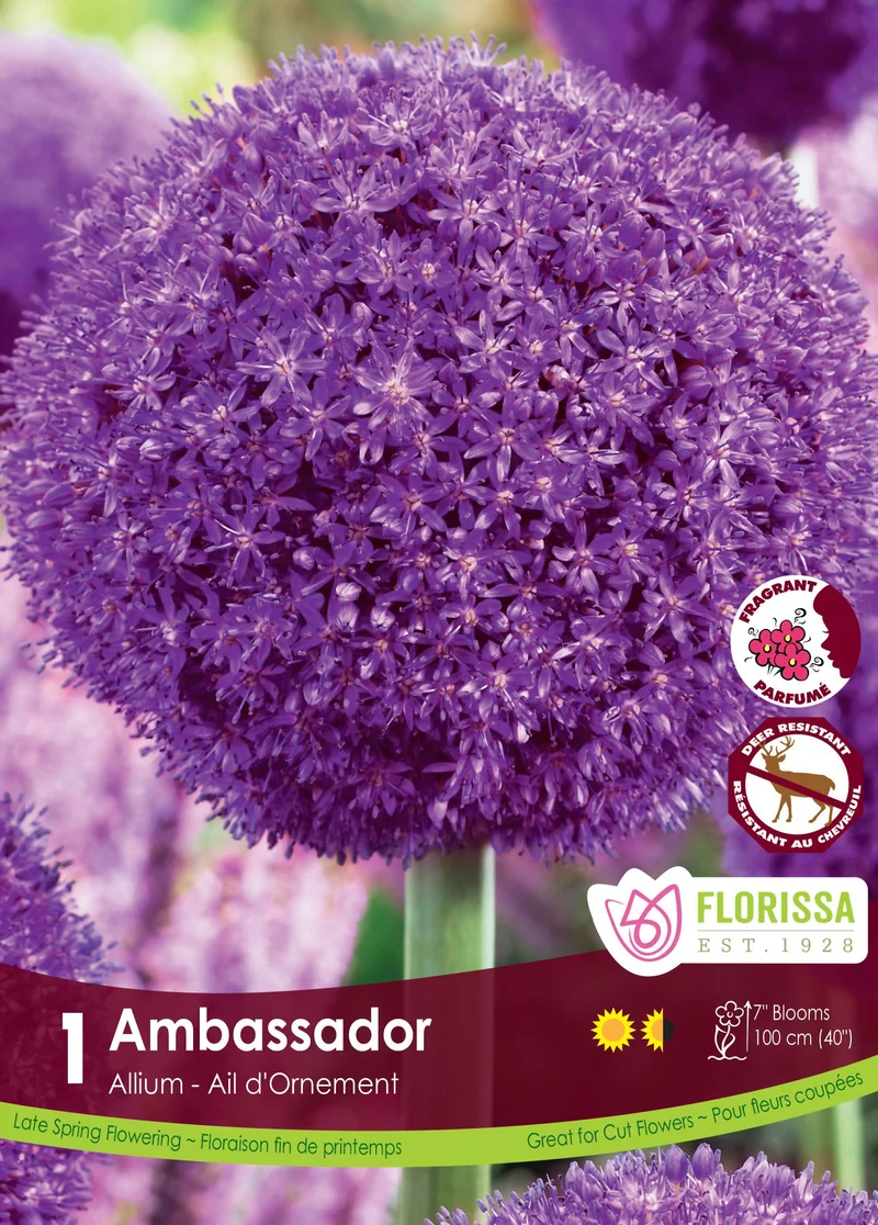 Ail ornemental ‘Ambassador’ ( Allium )