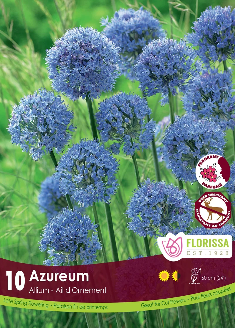 Ail bleu azur ( Allium caeruleum )