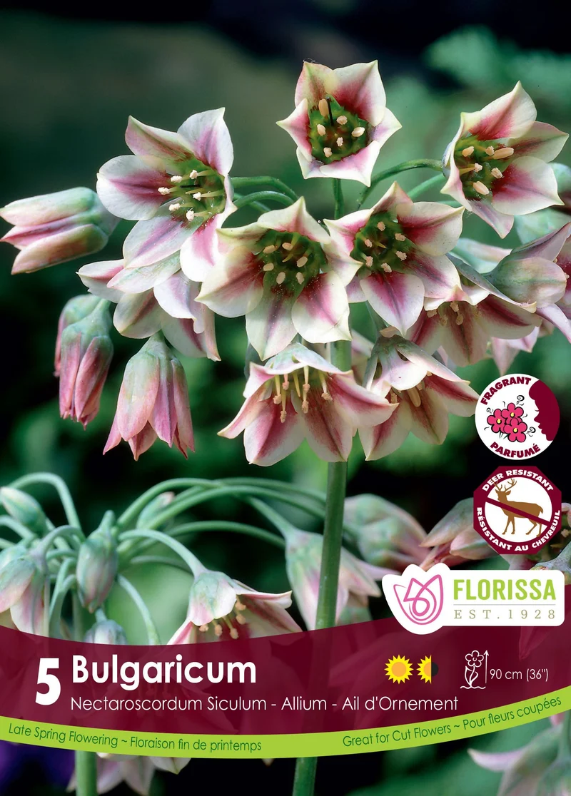 Ail de Bulgarie ( Nectaroscordum siculum subsp. bulgaricum )