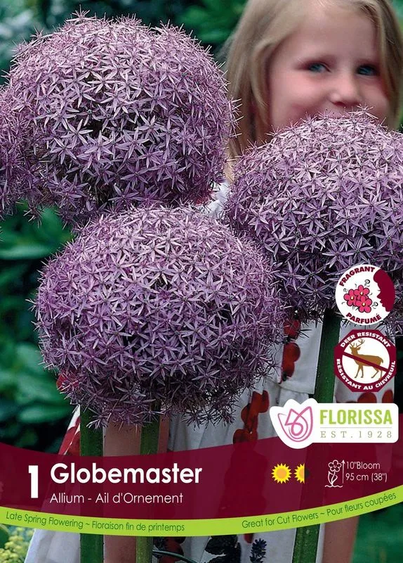 Ail ornemental ‘Globemaster’ ( Allium )