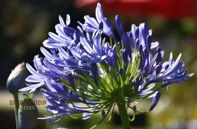 AGAPANTHUS HEADBOURNE HYBRIDS, Vibrant Blooms for Your Garden Sanctuary
