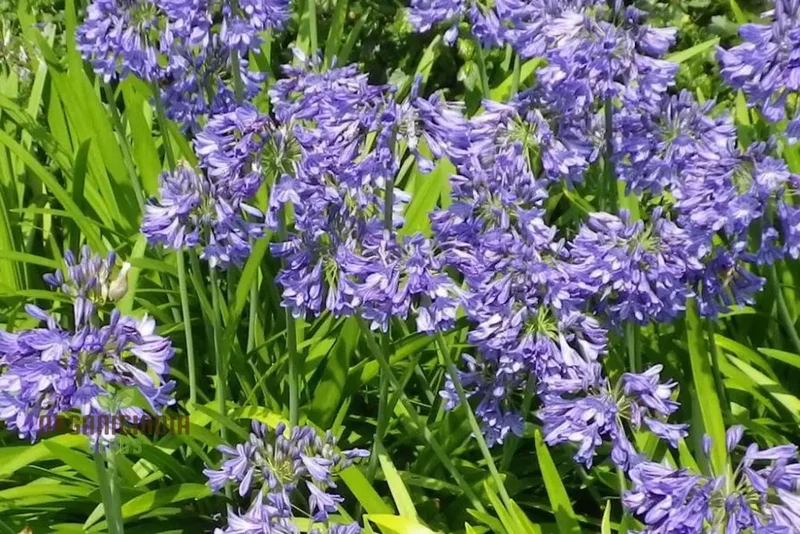 AGAPANTHUS HEADBOURNE HYBRIDS, Vibrant Blooms for Your Garden Sanctuary