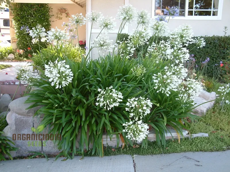 AGAPANTHUS PRAECOX ALBA Seeds, Pure White Elegance for Your Garden Delight