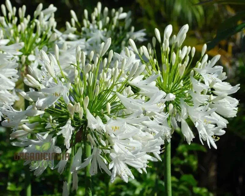 AGAPANTHUS PRAECOX ALBA Seeds, Pure White Elegance for Your Garden Delight