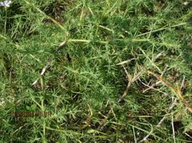 Asparagus Acutifolius Seeds For Planting: A Gardener's Guide to Cultivating Exquisite Wild Asparagus in Your Home Garden