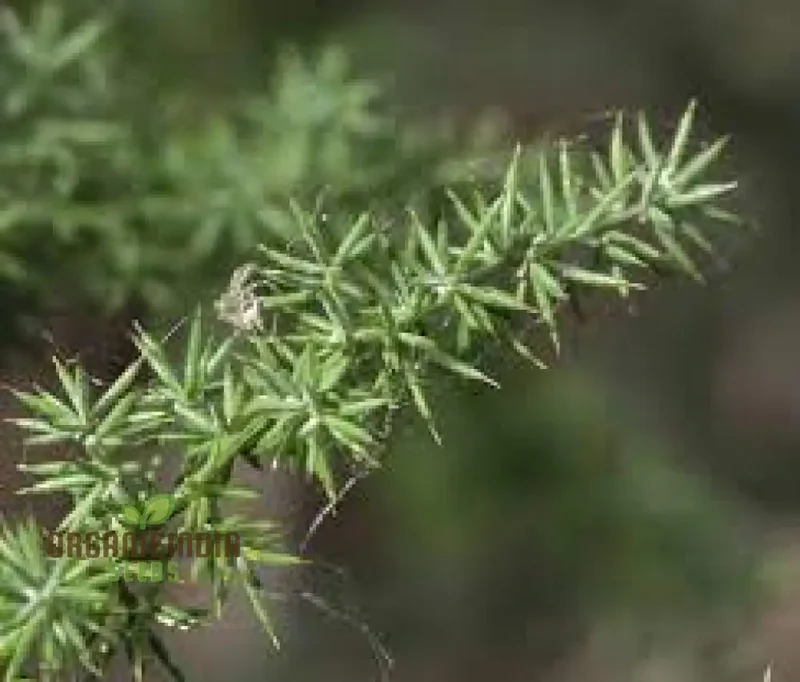 Asparagus Acutifolius Seeds For Planting: A Gardener's Guide to Cultivating Exquisite Wild Asparagus in Your Home Garden