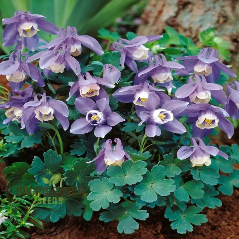 Aquilegia Flabellata Double Mix Seeds for Gardening Enthusiasts - Rare Double Columbine Flowers - Easy to Grow Perennial Flower Seeds