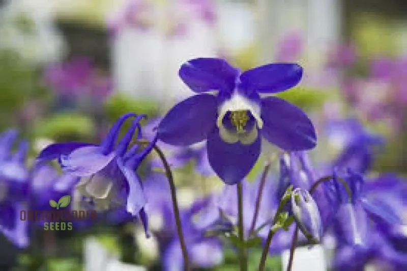 Aquilegia Flabellata Double Mix Seeds for Gardening Enthusiasts - Rare Double Columbine Flowers - Easy to Grow Perennial Flower Seeds