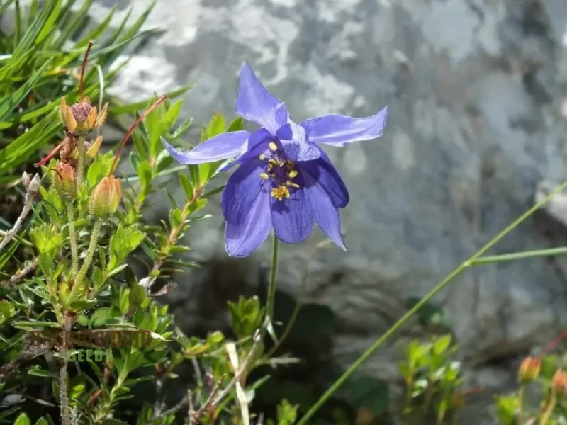 Rare Aquilegia Einseleana Seeds - Exquisite Columbine for Your Garden | Gardening Seeds