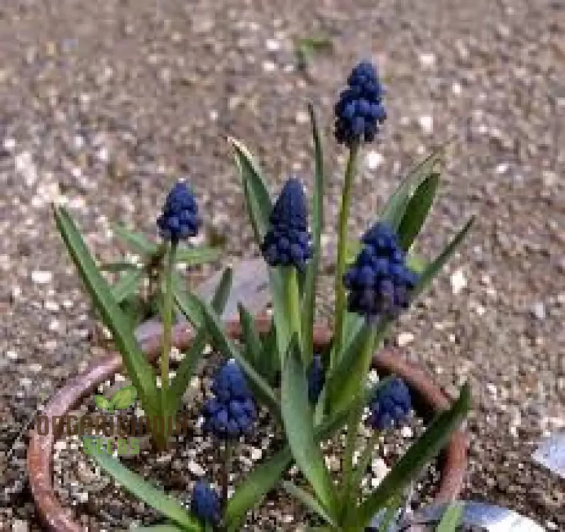 Bellevalia Paradoxa Bulbs For Planting: A Stunning Blue Perennial for Vibrant and Unique Garden Displays (3 Bulbs For Planting)