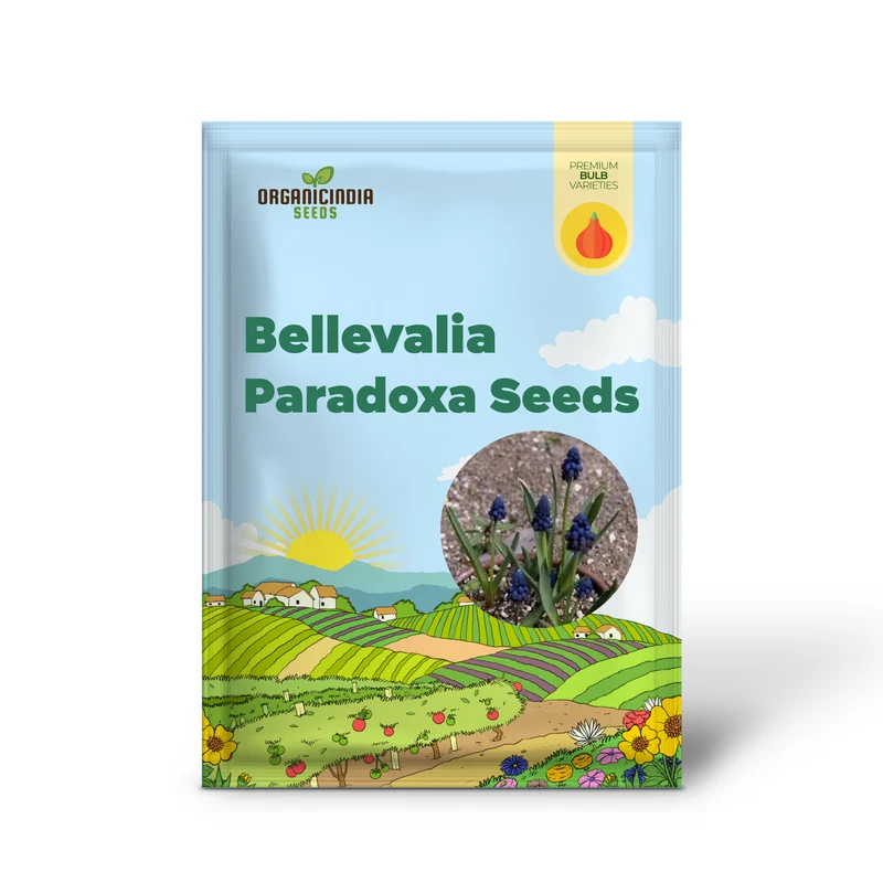 Bellevalia Paradoxa Bulbs For Planting: A Stunning Blue Perennial for Vibrant and Unique Garden Displays (3 Bulbs For Planting)
