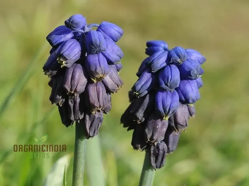 Bellevalia Paradoxa Bulbs For Planting: A Stunning Blue Perennial for Vibrant and Unique Garden Displays (3 Bulbs For Planting)