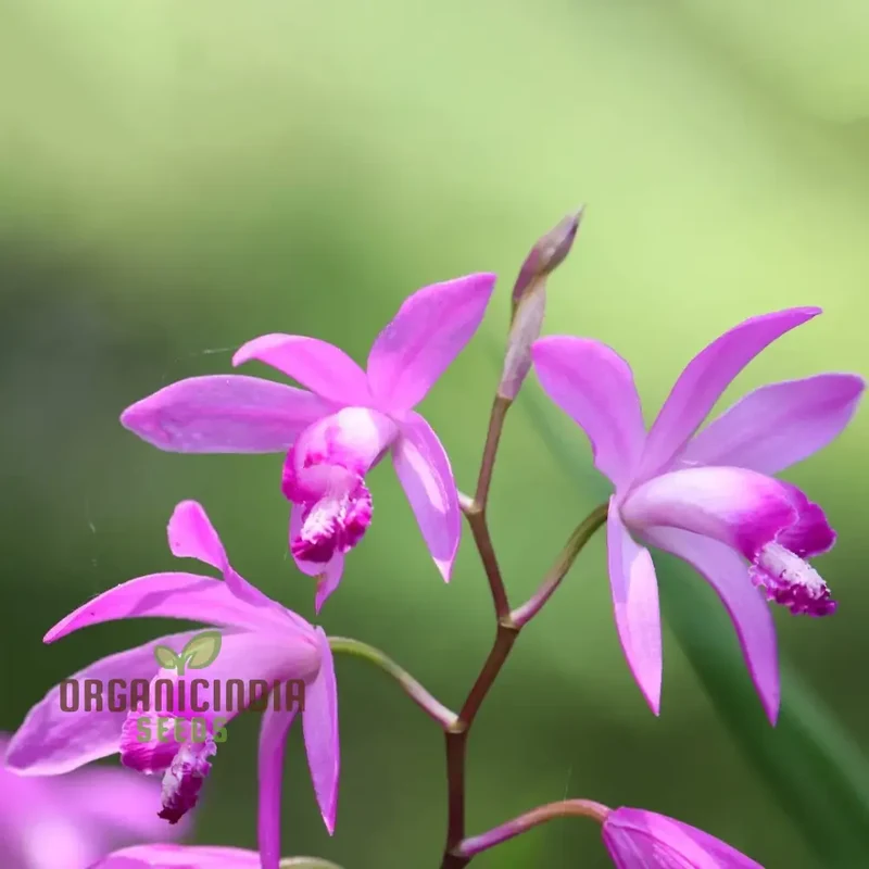 Bletilla Striata Seeds For Planting, Grow Your Own Hardy Orchid for a Stunning Garden Display
