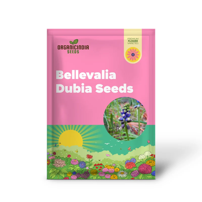 Bellevalia Dubia Seeds For Planting: A Unique and Vibrant Perennial Flower for Stunning Landscapes