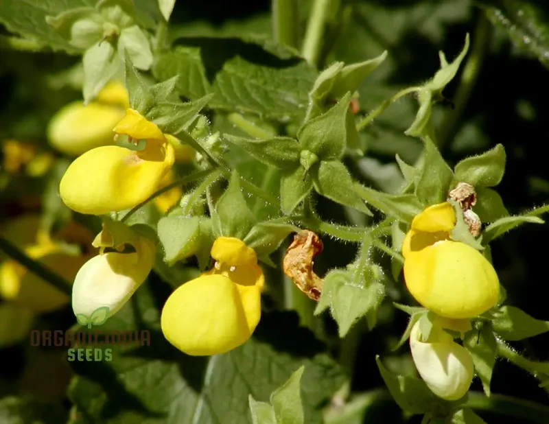 Calceolaria Andina Flower Seeds for Planting, Cultivating Beautiful Blooms in Your Garden
