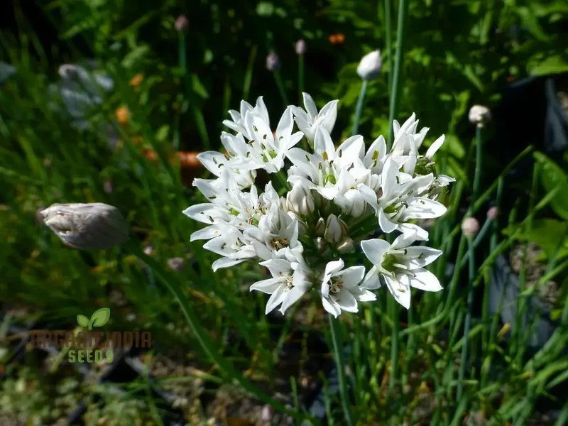 Allium Ramosum Flower Seeds for Planting, Beautiful and Fragrant Garden Blooms