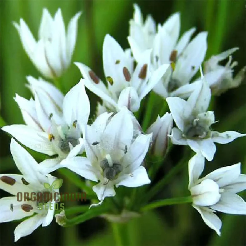Allium Ramosum Flower Seeds for Planting, Beautiful and Fragrant Garden Blooms