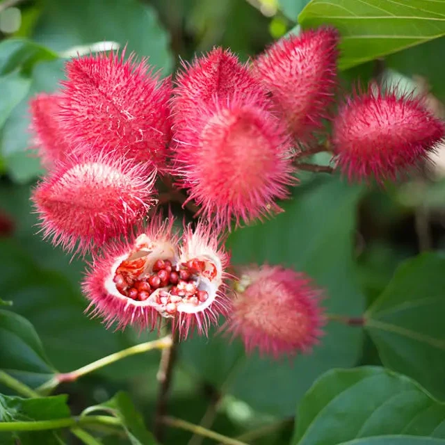 Bixa Orellana Seeds For Planting, Add Vibrancy to Your Garden with Annatto Tree Seeds