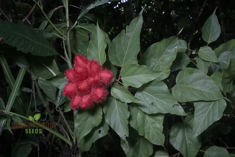 Bixa Orellana Seeds For Planting, Add Vibrancy to Your Garden with Annatto Tree Seeds