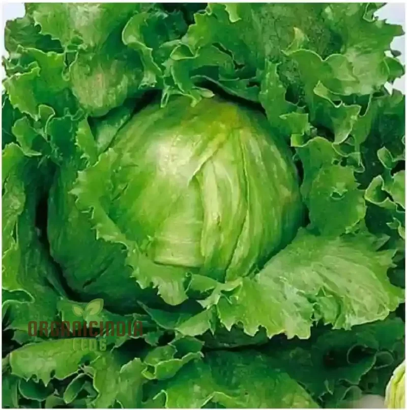 Lettuce Great Lakes Seeds for Gardening Enthusiasts | Heirloom Seeds for Healthy Greens